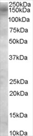 Anti-AS160/TBC1D4 antibody produced in goat