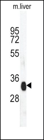 Anti-ART4 (N-term) antibody produced in rabbit