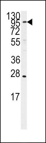 ANTI-ARTS1 (CENTER) antibody produced in rabbit