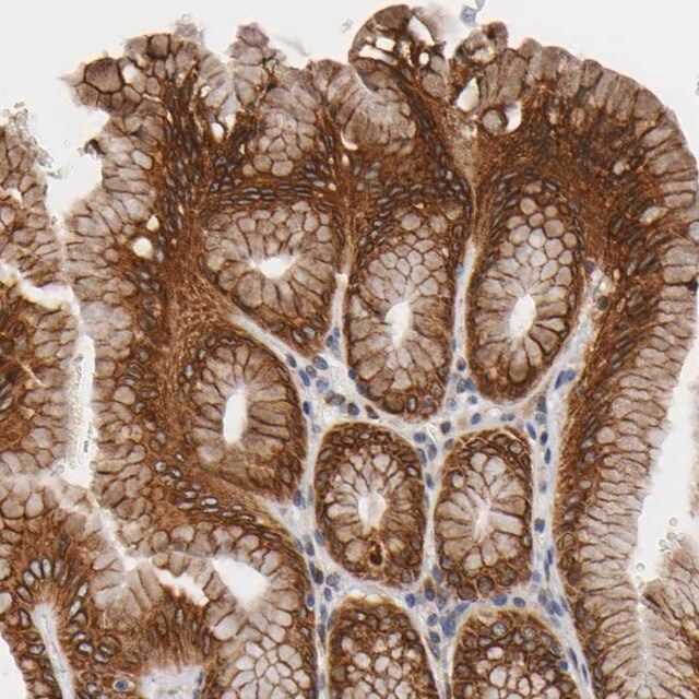 Anti-ASB6 antibody produced in rabbit