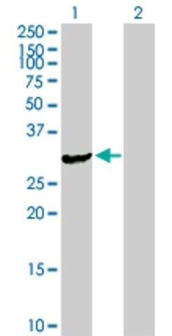 Anti-ASB9 antibody produced in mouse