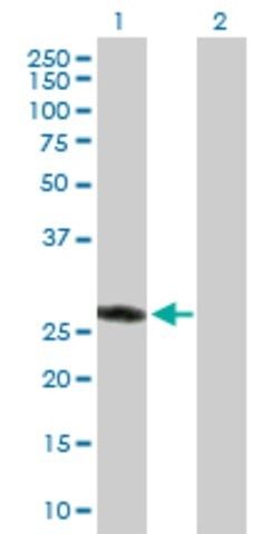 Anti-ASB9 antibody produced in rabbit