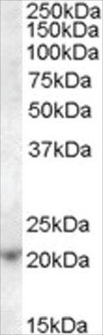 Anti-ASF1A antibody produced in goat