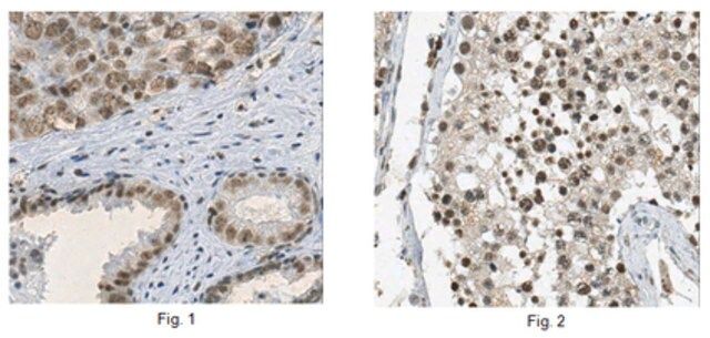 Anti-ASF-1 (SF2) Antibody, clone AK96