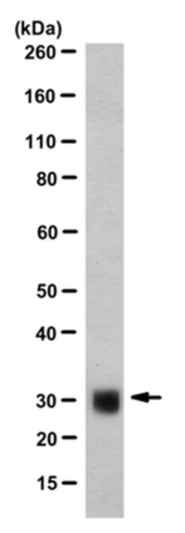 Anti-ASF-1 Antibody, clone AK-96