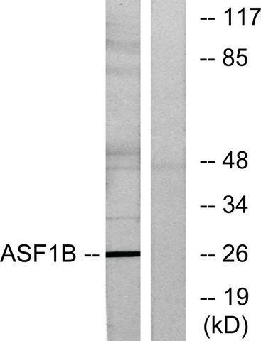 Anti-ASF1B antibody produced in rabbit