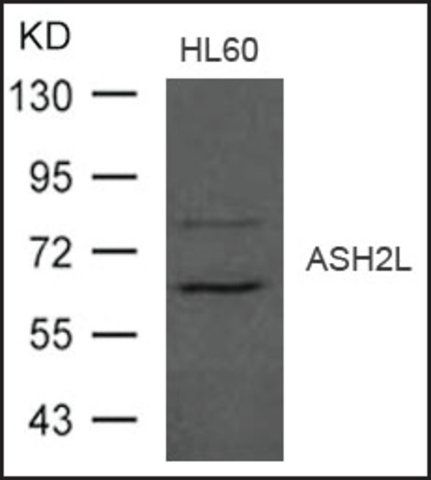 Anti-ASH2L antibody produced in rabbit