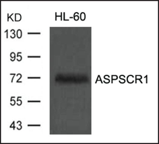 Anti-ASPSCR1 antibody produced in rabbit