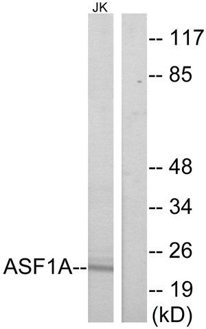 Anti-ASF1A antibody produced in rabbit