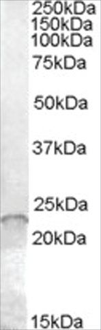 Anti-ASF1A/HSPC146 antibody produced in goat