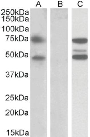 Anti-ASNSD1 antibody produced in goat