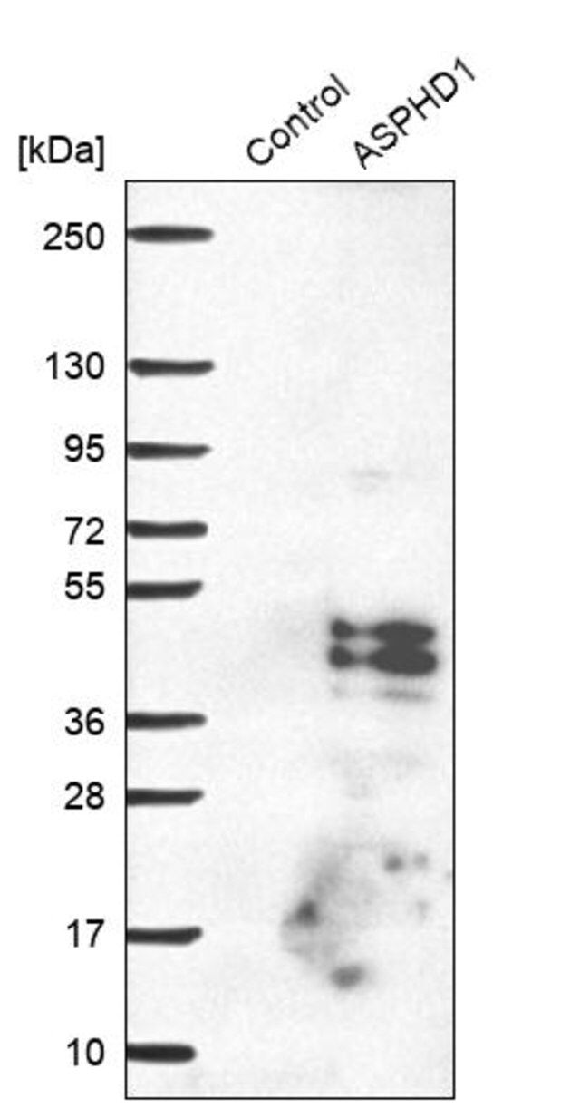 Anti-ASPHD1 antibody produced in rabbit