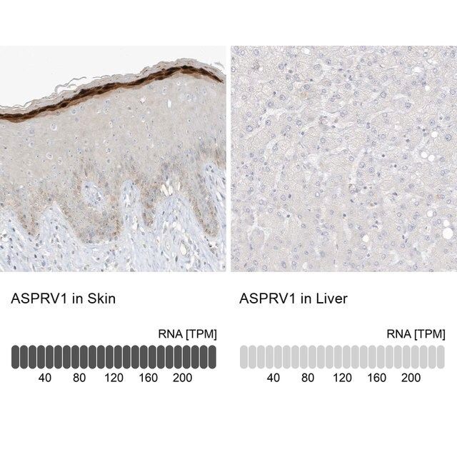 Anti-ASPRV1 antibody produced in rabbit