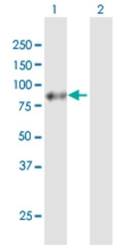 Anti-APLP1 antibody produced in mouse