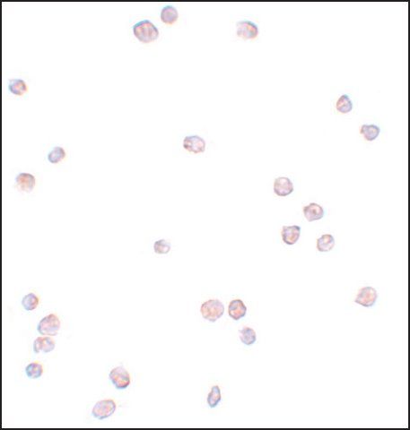 Anti-APC13 antibody produced in rabbit