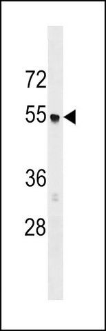 ANTI-AP3M1 (C-TERM) antibody produced in rabbit