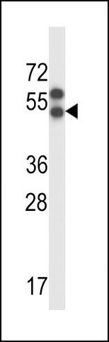 ANTI-APLNR (CENTER) antibody produced in rabbit