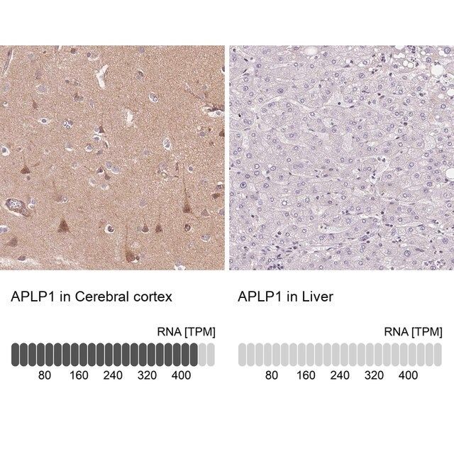 Anti-APLP1 antibody produced in rabbit