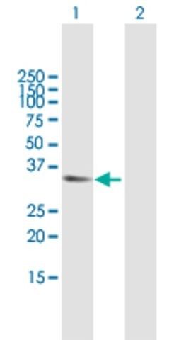 Anti-APBB2 antibody produced in mouse