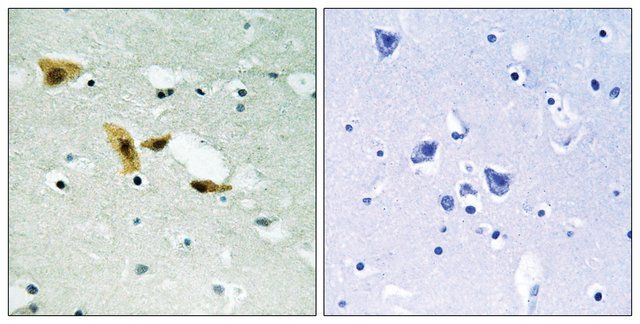 Anti-APLF antibody produced in rabbit