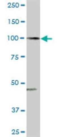 Anti-ARHGAP4 antibody produced in rabbit