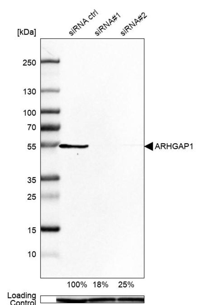 Anti-ARHGAP1 antibody produced in rabbit