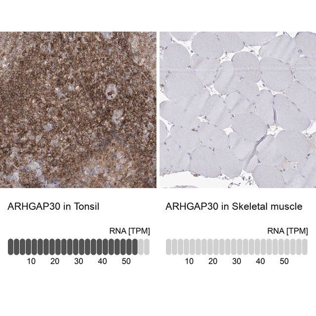 Anti-ARHGAP30 antibody produced in rabbit