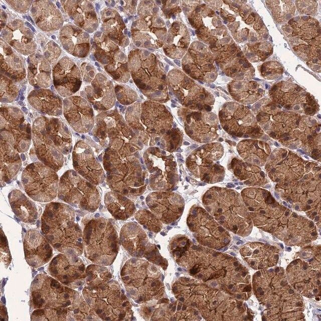 Anti-ARHGAP40 antibody produced in rabbit