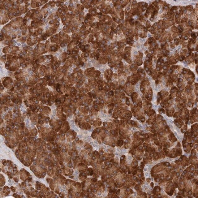 Anti-ARHGEF10L antibody produced in rabbit