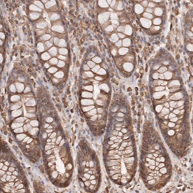 Anti-ARHGEF10L antibody produced in rabbit