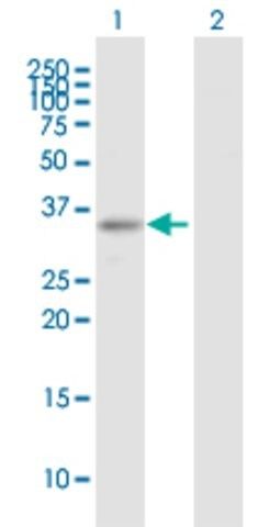 Anti-ARHGEF3 antibody produced in mouse