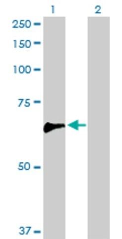 Anti-ARHGEF5, (N-terminal) antibody produced in rabbit