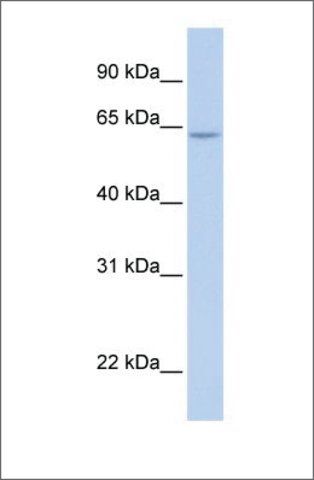 Anti-ARID5A (ab1) antibody produced in rabbit