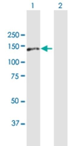 Anti-AP3B1 antibody produced in mouse