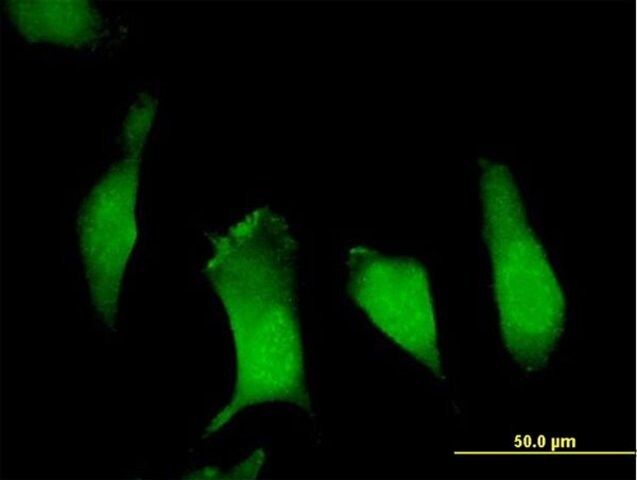 Anti-APBB1 antibody produced in mouse