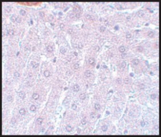 Anti-APC3 antibody produced in rabbit