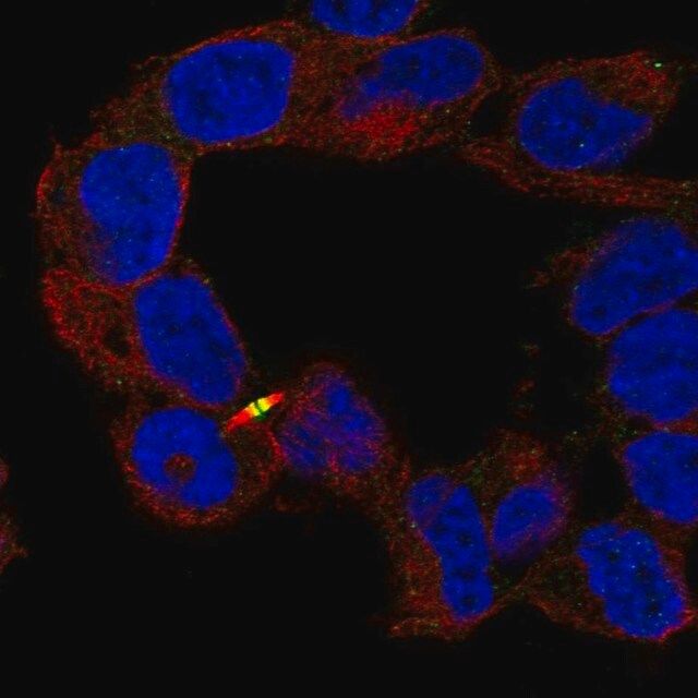 Anti-APC2 antibody produced in rabbit