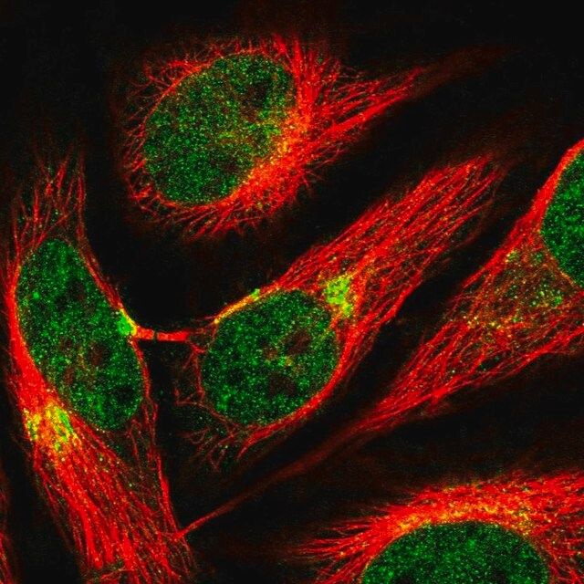 Anti-AP3B1 antibody produced in rabbit