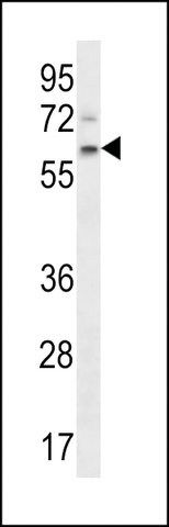 ANTI-APCDD1(N-TERMINAL) antibody produced in rabbit