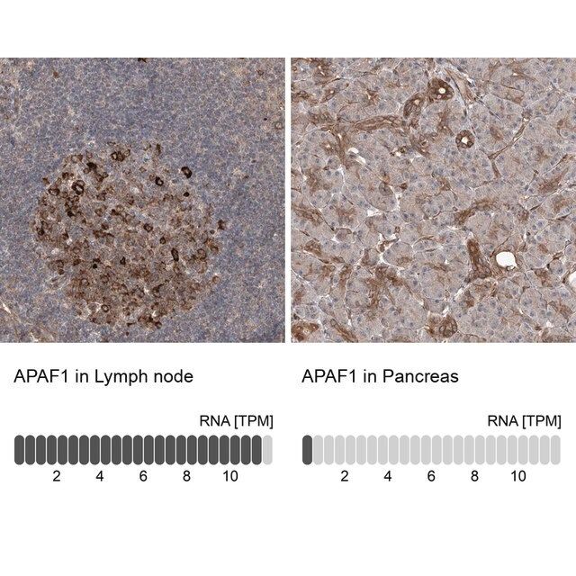 Anti-APAF1 antibody produced in rabbit