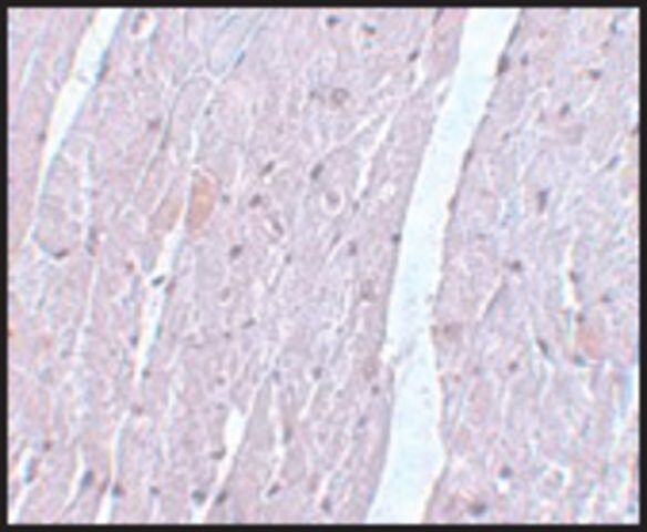 Anti-APC10 antibody produced in rabbit