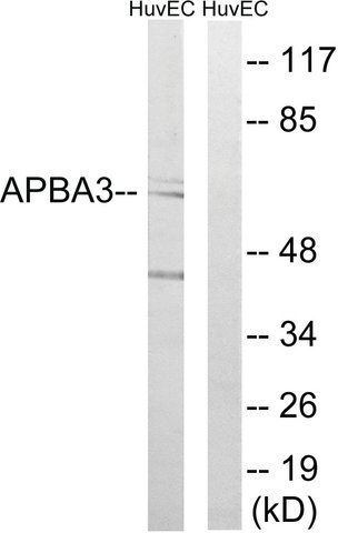 Anti-APBA3 antibody produced in rabbit