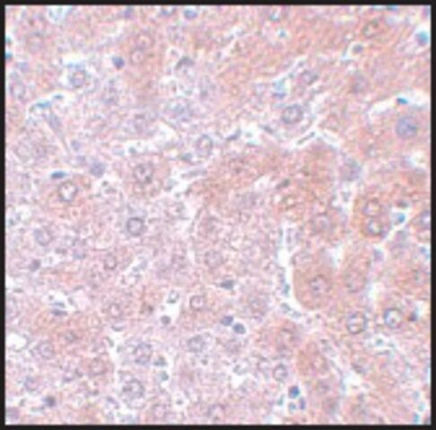 Anti-APC4 antibody produced in rabbit