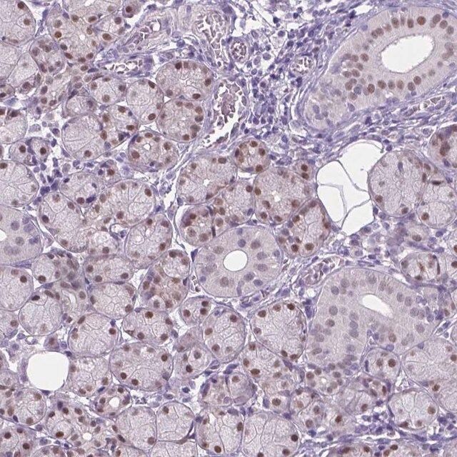 Anti-APCDD1L antibody produced in rabbit