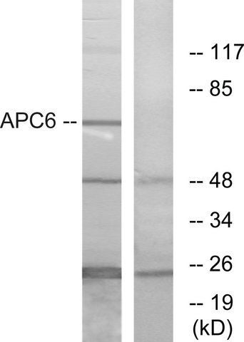 Anti-APC6 antibody produced in rabbit