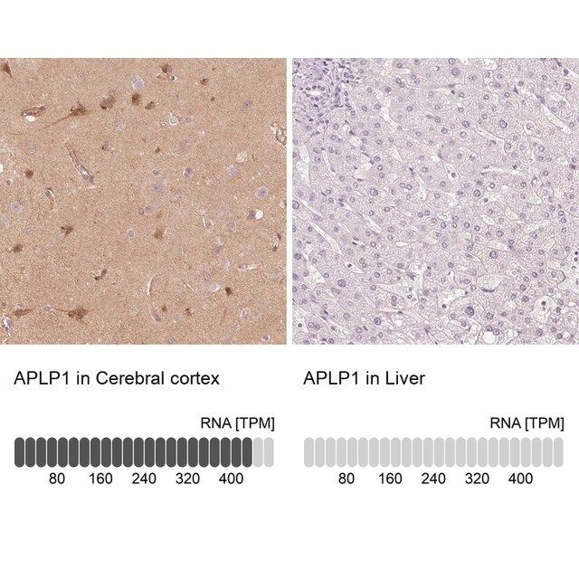 Anti-APLP1 antibody produced in rabbit