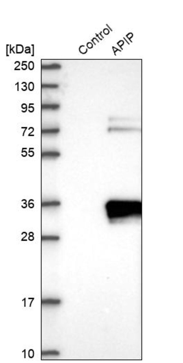 Anti-APIP antibody produced in rabbit