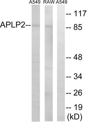 Anti-APLP2 antibody produced in rabbit