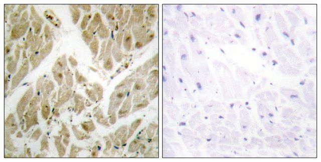 Anti-API-5 antibody produced in rabbit