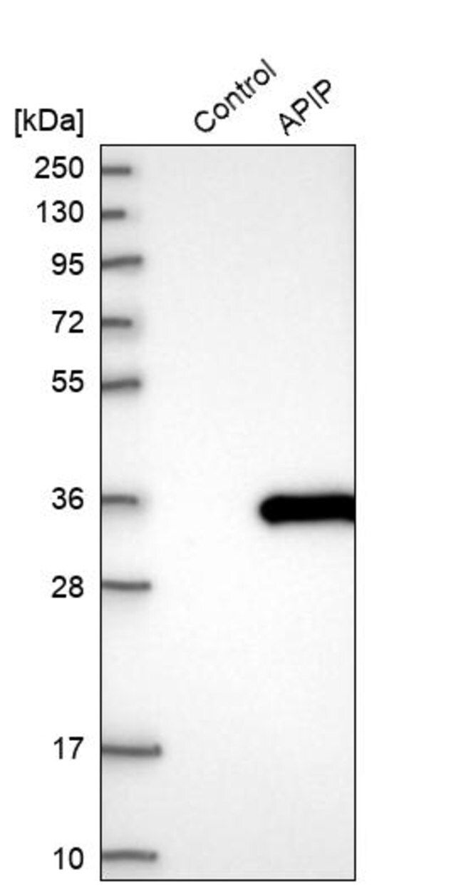 Anti-APIP antibody produced in rabbit